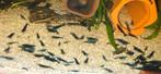 Donkerblauwe Neocaridina garnalen, Dieren en Toebehoren, Vissen | Aquariumvissen, Kreeft, Krab of Garnaal
