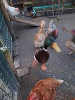 3 Indische loopeenden, Dieren en Toebehoren, Meerdere dieren, Eend