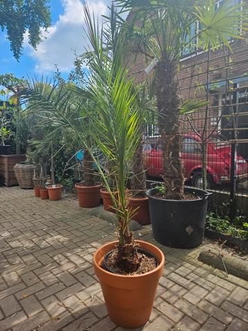 Canarische dadelpalm : moet weg -> bieden beschikbaar voor biedingen
