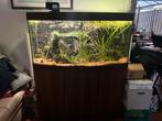 Juwel vision 260 met onderkast en vis bestand, Dieren en Toebehoren, Vissen | Aquaria en Toebehoren, Ophalen, Gebruikt, Gevuld zoetwateraquarium