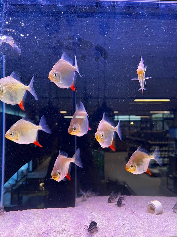 Myleus rubripinnis/ Roodhaak schijfzalm, Dieren en Toebehoren, Vissen | Aquariumvissen, Zoetwatervis, Vis, Schoolvis