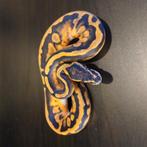 0.1 Piebald, Dieren en Toebehoren, Reptielen en Amfibieën, Slang, 0 tot 2 jaar