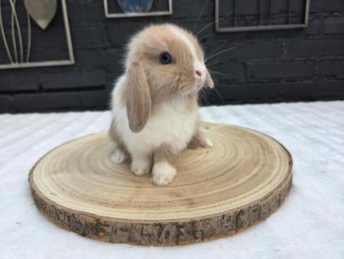 lieve kleine Minilop konijntjes, Dieren en Toebehoren, Konijnen, Dwerg, Mannelijk, 0 tot 2 jaar, Hangoor
