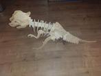 Houten Dinosaurus Skelet Model, Ophalen of Verzenden