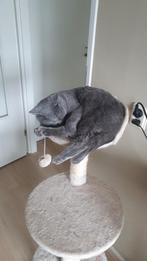 Britse Korthaar poes 14 maanden, Dieren en Toebehoren, Poes, Ontwormd, 0 tot 2 jaar