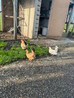 3 kippen en een haan Serama’s, Dieren en Toebehoren, Pluimvee