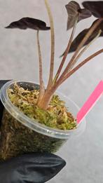 Alocasia Bambino Pink Variegata #2, Huis en Inrichting, Kamerplanten, Ophalen of Verzenden