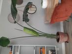 Strelitzia

Strelitzia Nicolai, Ophalen of Verzenden, Overige soorten