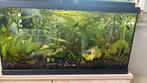 Aquarium met visjes en plantjes ?, Ophalen, Gebruikt, Gevuld zoetwateraquarium