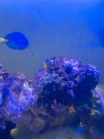 Picasso doktersvis 11 cm, Vis, Zoutwatervis