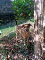 liefe pup te adopteren, Particulier, 15 weken tot 1 jaar, Buitenland, Teef