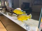 4 cichla 30-40cm,arowana,potamotrygon,channa,pauwoog, Dieren en Toebehoren, Vis