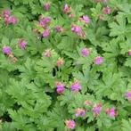 Stekjes ooievaarsbek Geranium macrorrhizum 'Spessart', Tuin en Terras, Planten | Tuinplanten, Ophalen of Verzenden, Zomer, Overige soorten