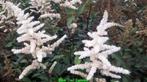 Astilbe jap. Deutschland Pluimspirea vasteplanten, Tuin en Terras, Winter, Halfschaduw, Vaste plant, Ophalen of Verzenden