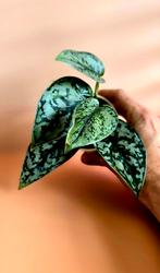 Scindapsus 'Silver Lady' – babyplant , Ophalen of Verzenden, Overige soorten, Minder dan 100 cm