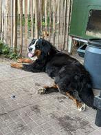 Zeer mooie, lieve aanhankelijke berner sennen teefje 1,5 jr, Dieren en Toebehoren, Honden | Bulldogs, Pinschers en Molossers, Sennenhond