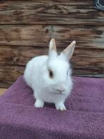 Raszuiver leeuwkop konijn, Dieren en Toebehoren, Konijnen, Vrouwelijk, 0 tot 2 jaar