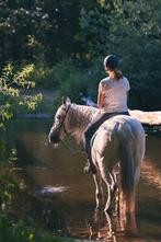 Gezocht bomproof gezond paard, Ophalen of Verzenden