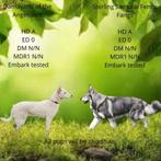 Prachtige mooie Duitse Herder pups uit geteste ouders, Dieren en Toebehoren, CDV (hondenziekte), 8 tot 15 weken, Meerdere, Meerdere dieren