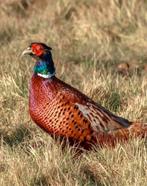 Gezocht fazant broedeieren, Dieren en Toebehoren, Geslacht onbekend, Kip