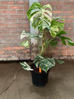 Monstera Deliciosa variegata 21 cm. pot, Overige soorten, Minder dan 100 cm, Halfschaduw, In pot