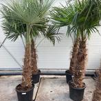 Palmboom, palmbomen, mediterrane en tropische planten, Vaste plant, Ophalen of Verzenden