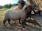 Hampshire Down stamboek ramlammeren, Dieren en Toebehoren, Schapen, Geiten en Varkens, Mannelijk, Schaap
