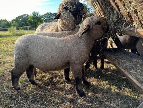 Hampshire Down stamboek ramlammeren, Dieren en Toebehoren, Schapen, Geiten en Varkens, Schaap, Mannelijk