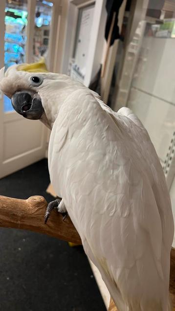 Geelkuif kaketoe jong 2025 beschikbaar voor biedingen