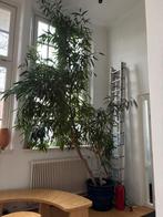 Aangeboden grote plant (5 meter hoog): Ficus Maclellandii, Huis en Inrichting, Ophalen, Ficus, 200 cm of meer, Halfschaduw