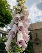 Vingerhoedskruid zaden (Digitalis), Ophalen of Verzenden, Volle zon