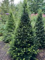 3 st. Taxus kegels te koop. Hoogte ruim 200 cm met kluit., Ophalen of Verzenden, Taxus, 100 tot 250 cm