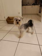 Morkie (kruising maltezer x yorkshire terrier) puppy te koop, Yorkshire Terriër, België, Particulier, CDV (hondenziekte)