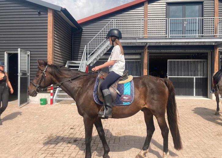 Verzorgpony gezocht (bijrijder aangeboden), Dieren en Toebehoren, Paarden en Pony's | Verzorgingsproducten, Ophalen of Verzenden