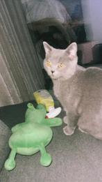 Coco brits korthaar, Dieren en Toebehoren, Katten en Kittens | Raskatten | Korthaar, Poes, Gechipt