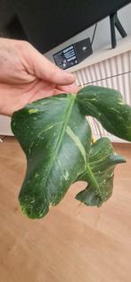 Monstera oceana, Huis en Inrichting, Kamerplanten, Ophalen of Verzenden, Halfschaduw, Minder dan 100 cm