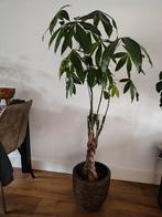 Geldboom Pachira Aquatica - 150 cm, Groene kamerplant, Ophalen, Overige soorten, 150 tot 200 cm