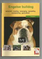 Engelse Bulldog, Ophalen of Verzenden, Nieuw, Honden