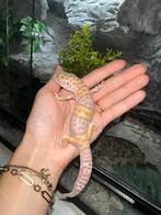 Luipaard gekko tremper albino man, Dieren en Toebehoren, Overige soorten, Tam, 0 tot 2 jaar