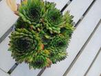 Plantjes, Tuin en Terras, Ophalen, Vaste plant, Overige soorten, Volle zon