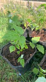 Stekjes frambozen bramen walnoot te koop, Tuin en Terras, Planten | Tuinplanten, Ophalen, Volle zon, Zomer, Groenteplanten