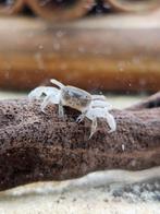 Potamocypoda pugil, Kreeft, Krab of Garnaal, Zoetwatervis, Schoolvis