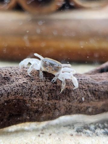 Potamocypoda pugil beschikbaar voor biedingen