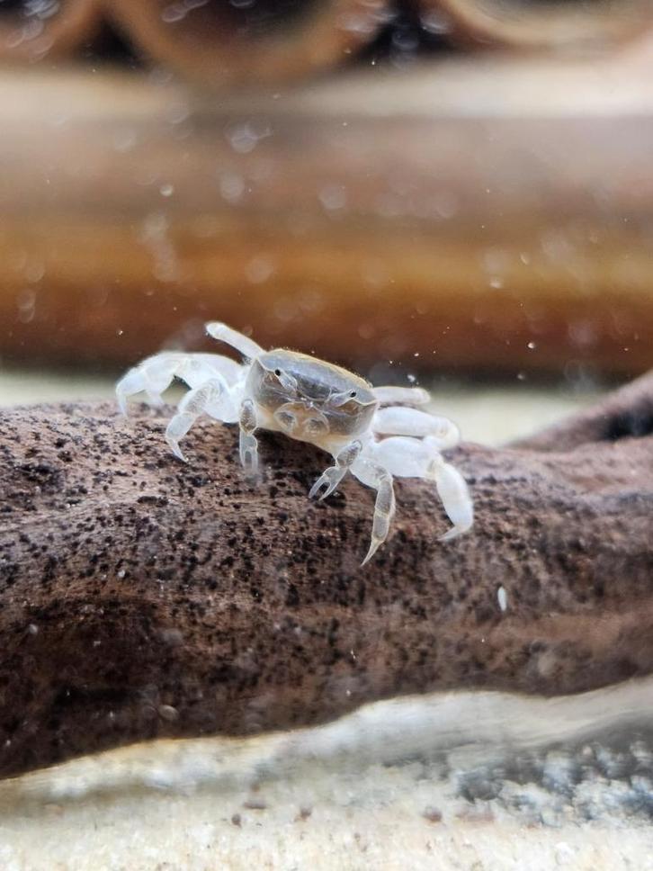 Potamocypoda pugil, Dieren en Toebehoren, Vissen | Aquariumvissen, Zoetwatervis, Kreeft, Krab of Garnaal, Schoolvis