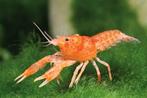 Dwerg Kreeft CPO, Dieren en Toebehoren, Vissen | Aquariumvissen, Kreeft, Krab of Garnaal, Zoetwatervis