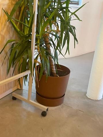 Grote Dracaena (Yucca) in strakke pot-inclusief plant  beschikbaar voor biedingen