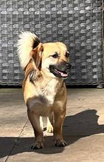 BABE zoekt liefdevol thuis, Dieren en Toebehoren, Honden | Niet-rashonden, Particulier, 1 tot 2 jaar, Buitenland, Teef