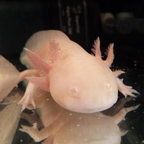 Ambystoma mexicanum, Dieren en Toebehoren, Vissen | Aquariumvissen, Vis