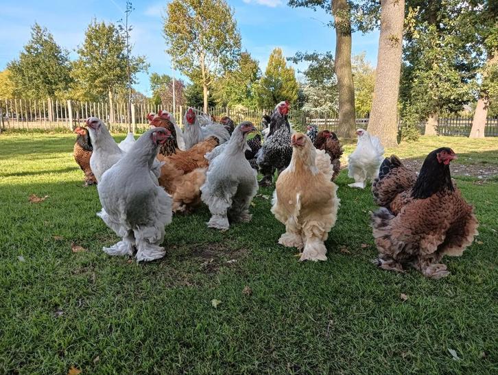 Broedeieren van grote Brahma Kippen in veel kleuren!!, Dieren en Toebehoren, Pluimvee, Kip, Geslacht onbekend