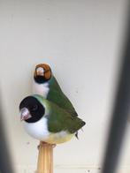 Gouldamadines, Dieren en Toebehoren, Vogels | Overige Vogels, Meerdere dieren, Tropenvogel